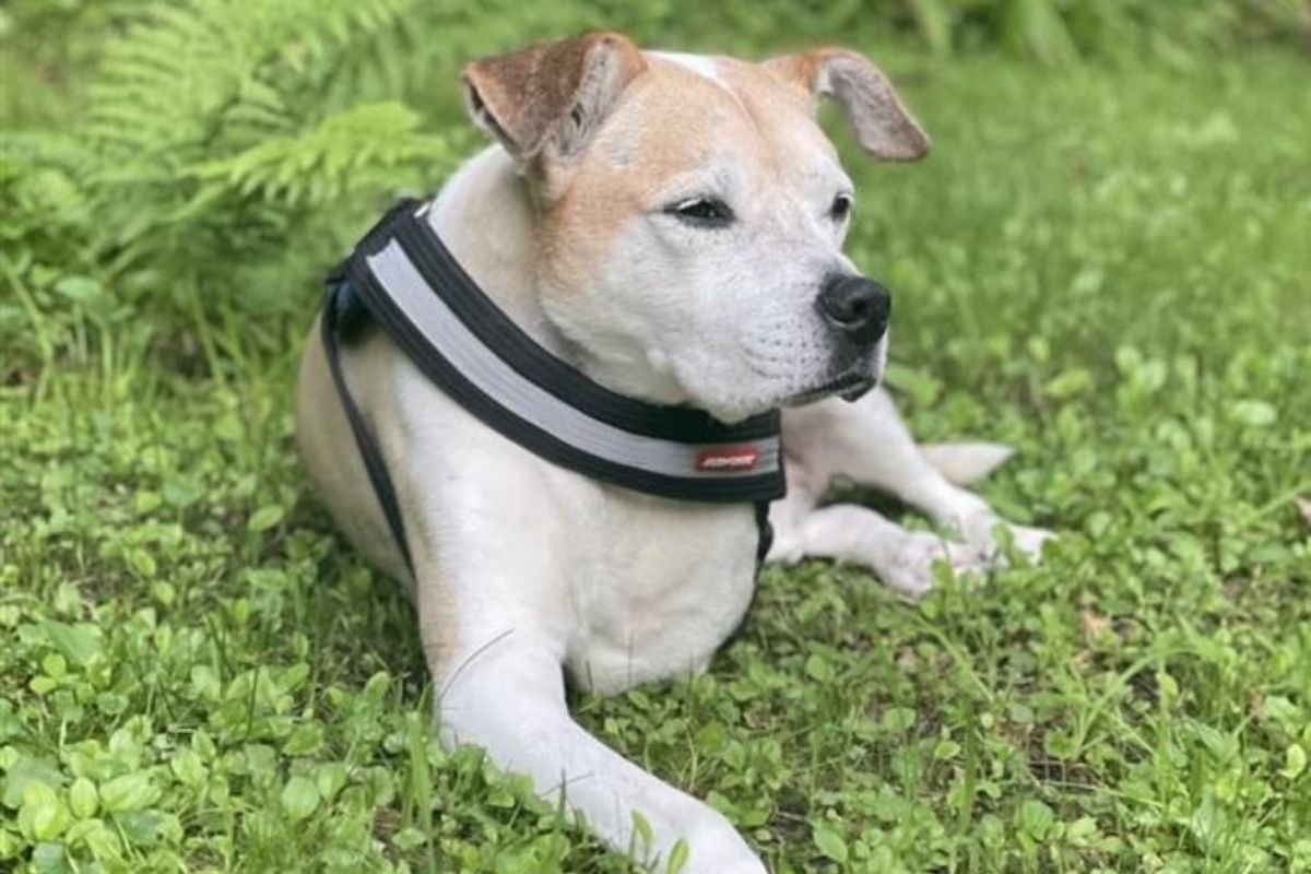 The Puma Award – How a Three-Legged Dog Inspired a Mission to Help Others